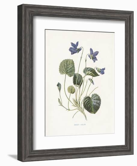 Sweet Violets-Gwendolyn Babbitt-Framed Art Print