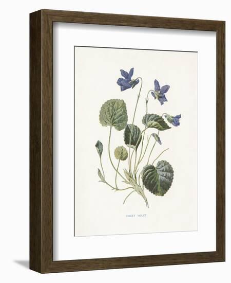 Sweet Violets-Gwendolyn Babbitt-Framed Art Print