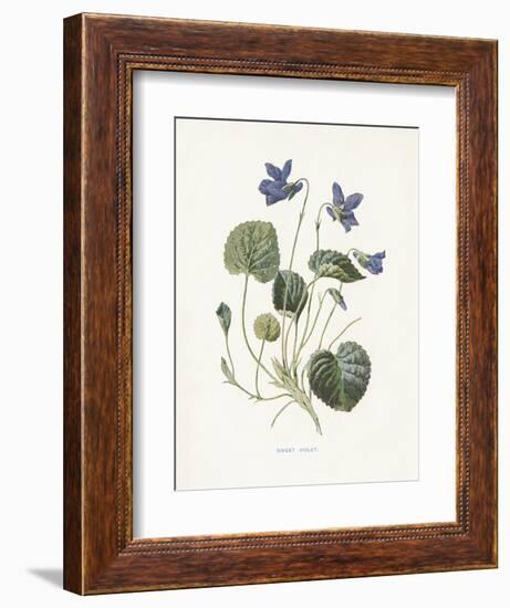 Sweet Violets-Gwendolyn Babbitt-Framed Art Print