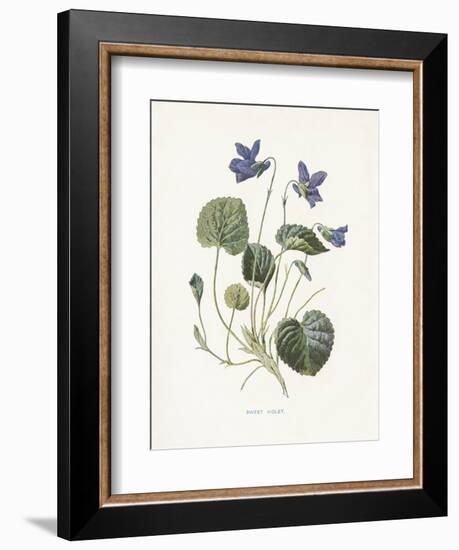 Sweet Violets-Gwendolyn Babbitt-Framed Art Print