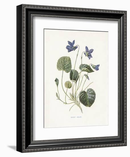 Sweet Violets-Gwendolyn Babbitt-Framed Art Print