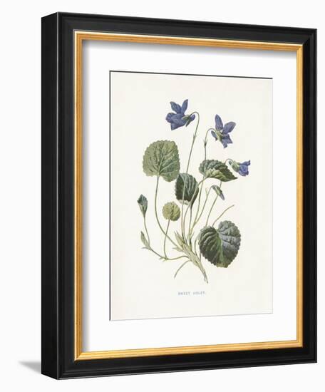 Sweet Violets-Gwendolyn Babbitt-Framed Art Print