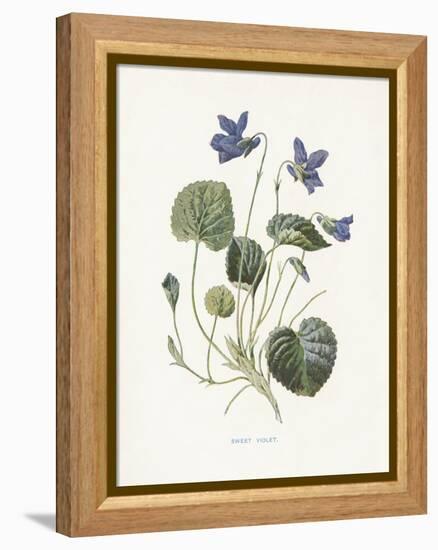 Sweet Violets-Gwendolyn Babbitt-Framed Stretched Canvas