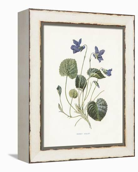 Sweet Violets-Gwendolyn Babbitt-Framed Stretched Canvas