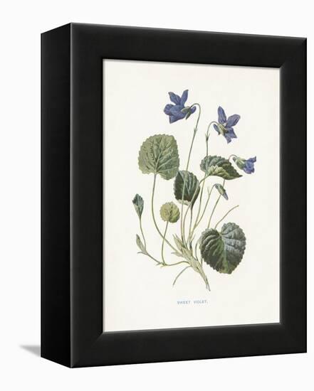 Sweet Violets-Gwendolyn Babbitt-Framed Stretched Canvas