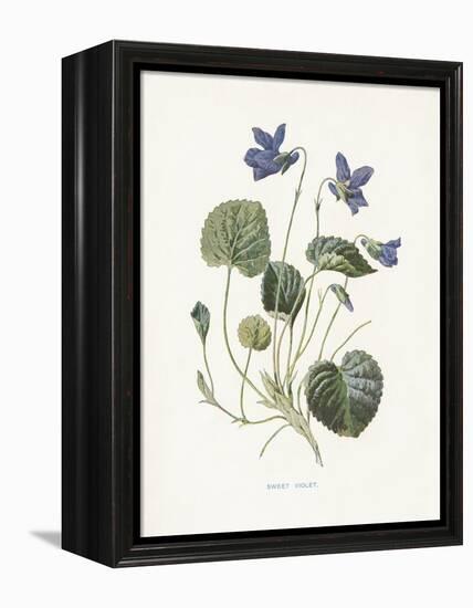 Sweet Violets-Gwendolyn Babbitt-Framed Stretched Canvas