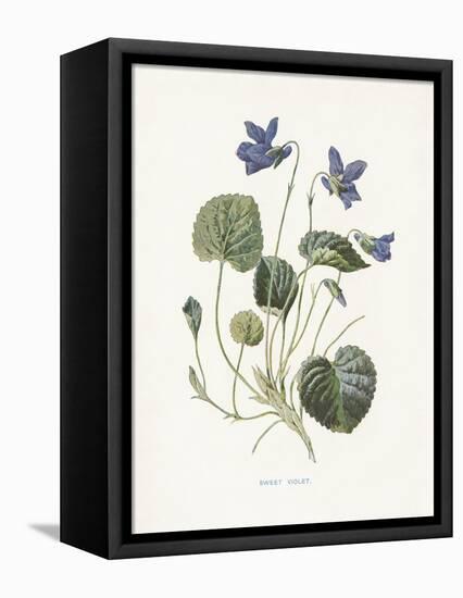 Sweet Violets-Gwendolyn Babbitt-Framed Stretched Canvas