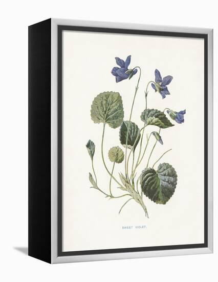 Sweet Violets-Gwendolyn Babbitt-Framed Stretched Canvas