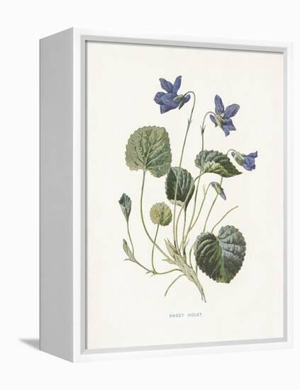 Sweet Violets-Gwendolyn Babbitt-Framed Stretched Canvas