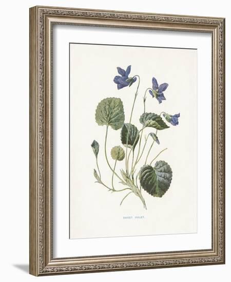 Sweet Violets-Gwendolyn Babbitt-Framed Art Print