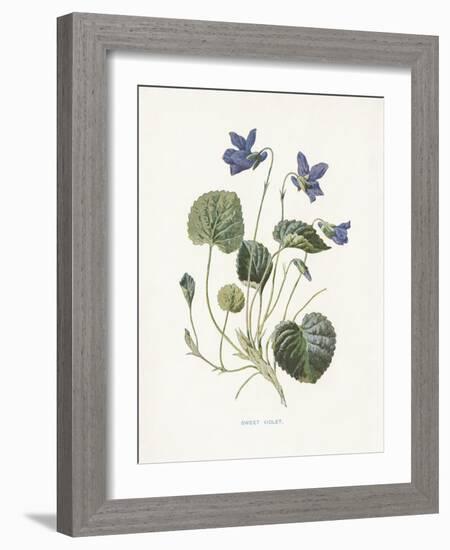 Sweet Violets-Gwendolyn Babbitt-Framed Art Print