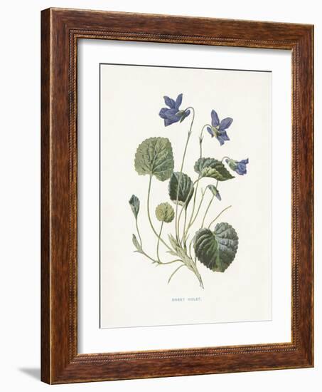 Sweet Violets-Gwendolyn Babbitt-Framed Art Print