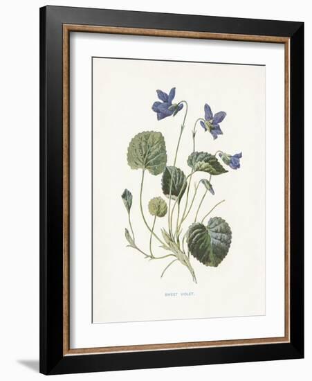 Sweet Violets-Gwendolyn Babbitt-Framed Art Print