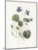 Sweet Violets-Gwendolyn Babbitt-Mounted Art Print