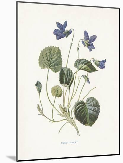 Sweet Violets-Gwendolyn Babbitt-Mounted Art Print