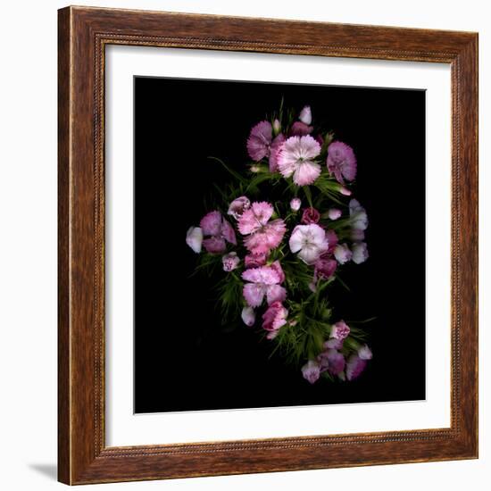 Sweet William 1-Magda Indigo-Framed Photographic Print