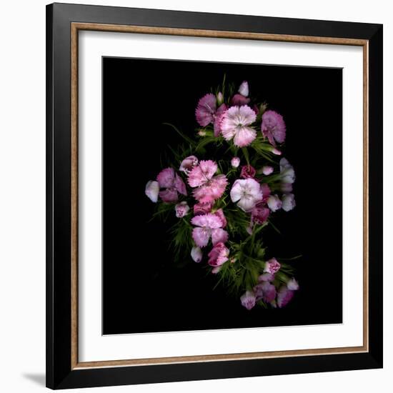 Sweet William 1-Magda Indigo-Framed Photographic Print