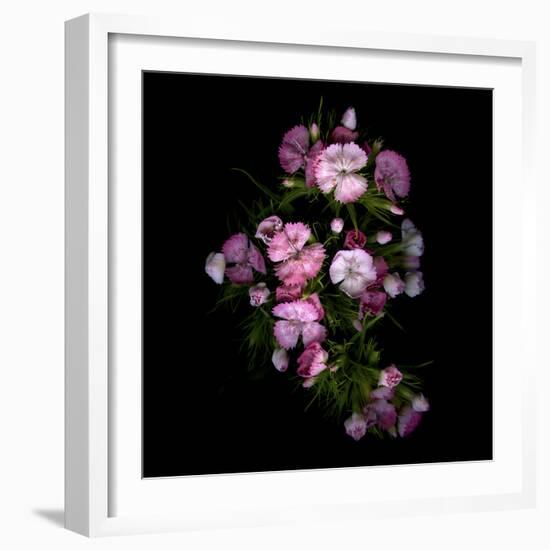 Sweet William 1-Magda Indigo-Framed Photographic Print