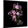 Sweet William 1-Magda Indigo-Mounted Photographic Print