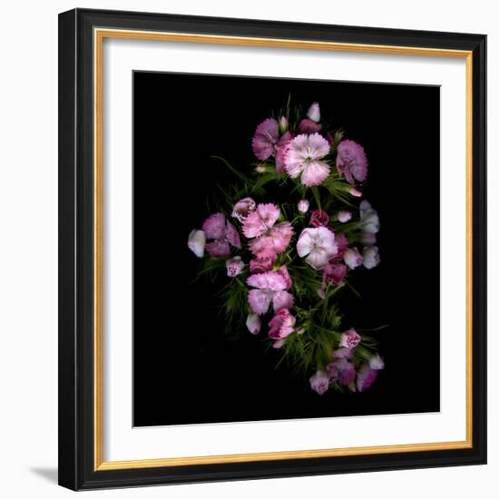 Sweet William 1-Magda Indigo-Framed Photographic Print