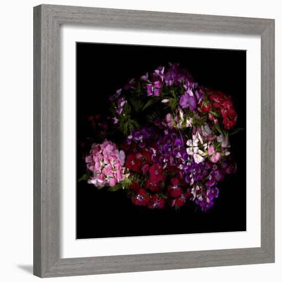 Sweet William 2-Magda Indigo-Framed Photographic Print