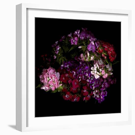 Sweet William 2-Magda Indigo-Framed Photographic Print