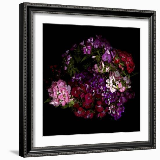 Sweet William 2-Magda Indigo-Framed Photographic Print