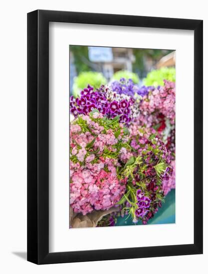 Sweet William flowers for sale, outdoor market, Honfleur, Normandy, France-Lisa S^ Engelbrecht-Framed Photographic Print