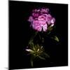 Sweet William Flowerworks-Magda Indigo-Mounted Photographic Print