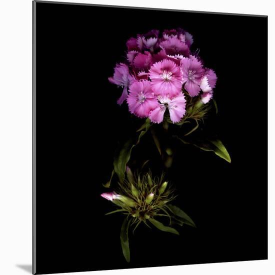 Sweet William Flowerworks-Magda Indigo-Mounted Photographic Print