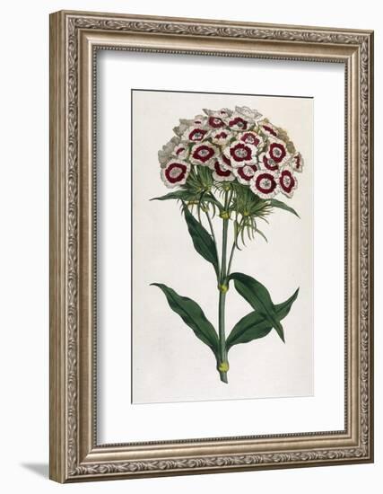 Sweet William or Bearded Pink-William Curtis-Framed Photographic Print