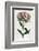 Sweet William or Bearded Pink-William Curtis-Framed Photographic Print