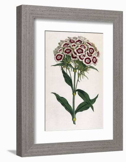 Sweet William or Bearded Pink-William Curtis-Framed Photographic Print