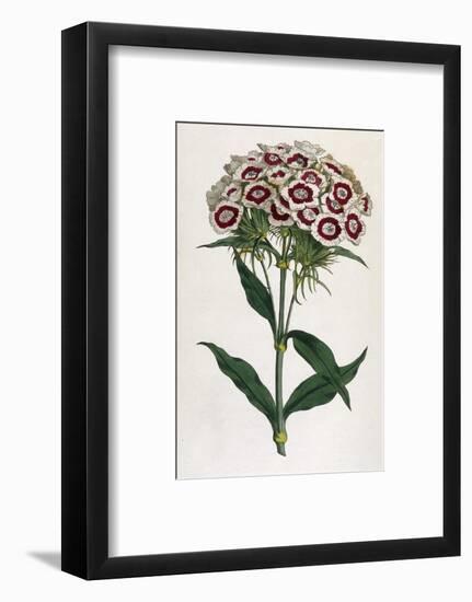 Sweet William or Bearded Pink-William Curtis-Framed Photographic Print