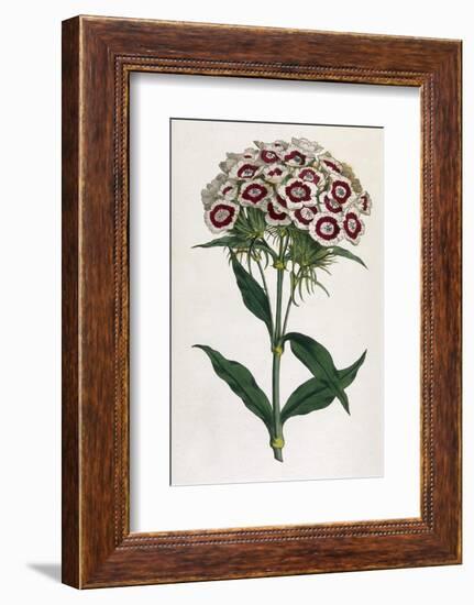 Sweet William or Bearded Pink-William Curtis-Framed Photographic Print