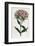 Sweet William or Bearded Pink-William Curtis-Framed Photographic Print