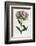 Sweet William or Bearded Pink-William Curtis-Framed Photographic Print