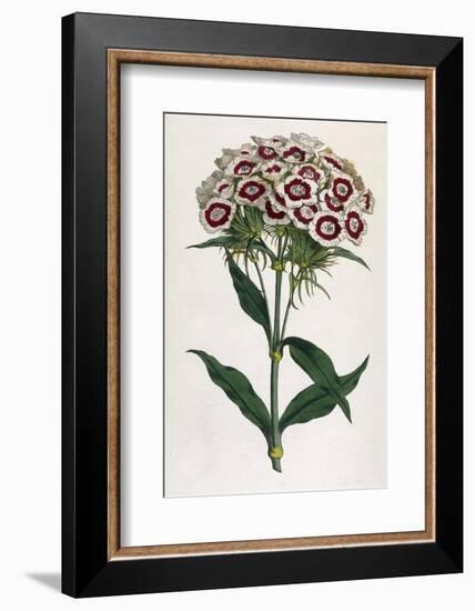 Sweet William or Bearded Pink-William Curtis-Framed Photographic Print