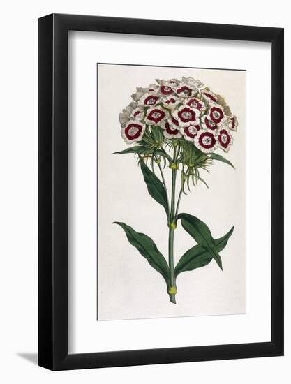 Sweet William or Bearded Pink-William Curtis-Framed Photographic Print