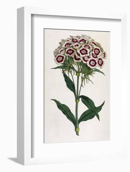 Sweet William or Bearded Pink-William Curtis-Framed Photographic Print