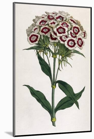 Sweet William or Bearded Pink-William Curtis-Mounted Photographic Print