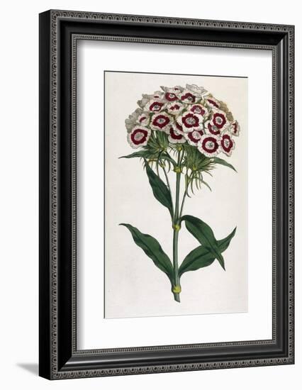 Sweet William or Bearded Pink-William Curtis-Framed Photographic Print