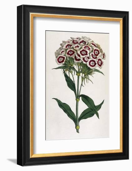 Sweet William or Bearded Pink-William Curtis-Framed Photographic Print