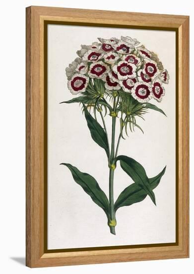 Sweet William or Bearded Pink-William Curtis-Framed Premier Image Canvas