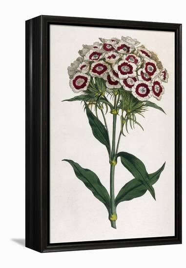 Sweet William or Bearded Pink-William Curtis-Framed Premier Image Canvas