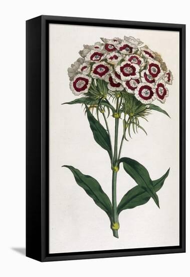 Sweet William or Bearded Pink-William Curtis-Framed Premier Image Canvas