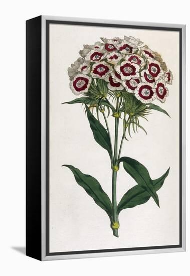 Sweet William or Bearded Pink-William Curtis-Framed Premier Image Canvas