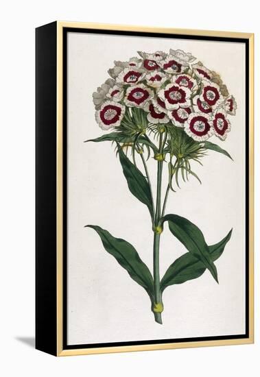 Sweet William or Bearded Pink-William Curtis-Framed Premier Image Canvas