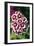 Sweet Williams (Dianthus Sp.)-Dr. Keith Wheeler-Framed Photographic Print