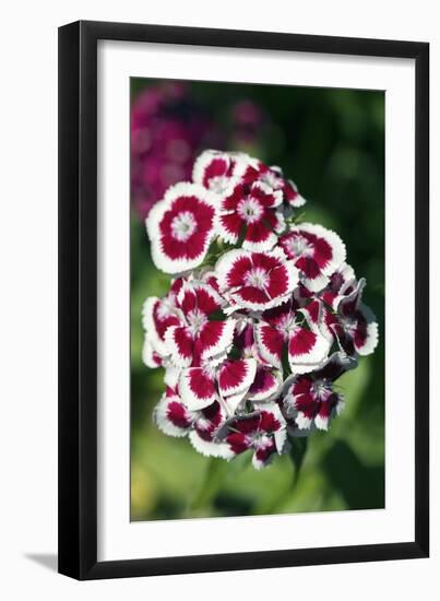 Sweet Williams (Dianthus Sp.)-Dr. Keith Wheeler-Framed Photographic Print